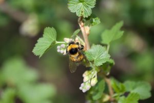 Spring bumblebee