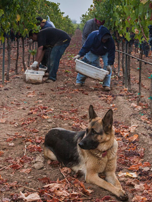 The Garcia family working in the vineyard
