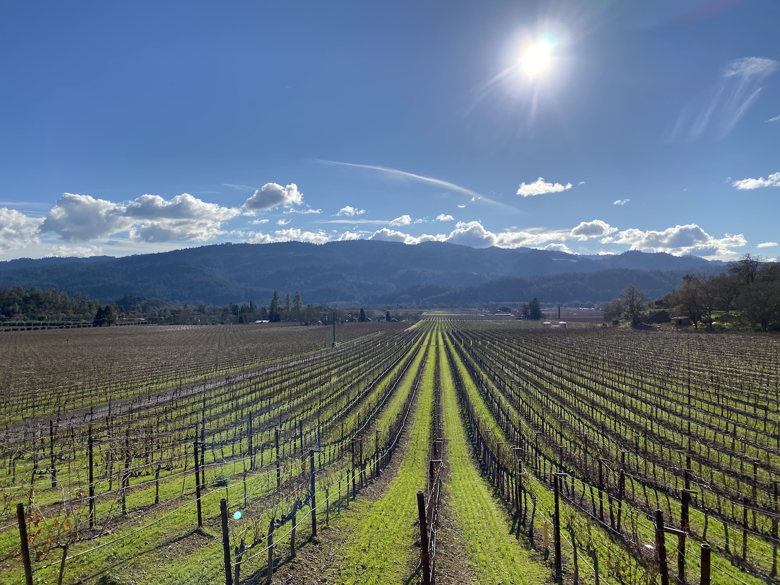 The vineyard under blue skies