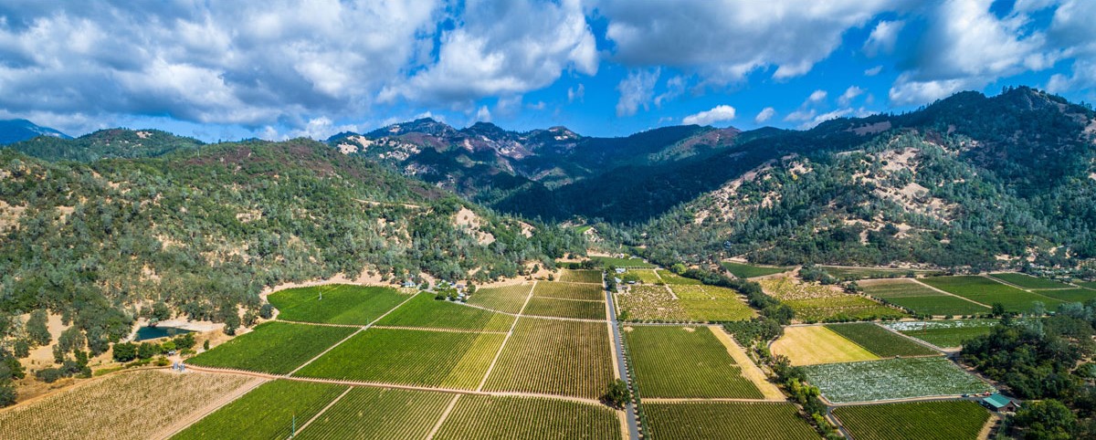 Aerial view of the vineyard