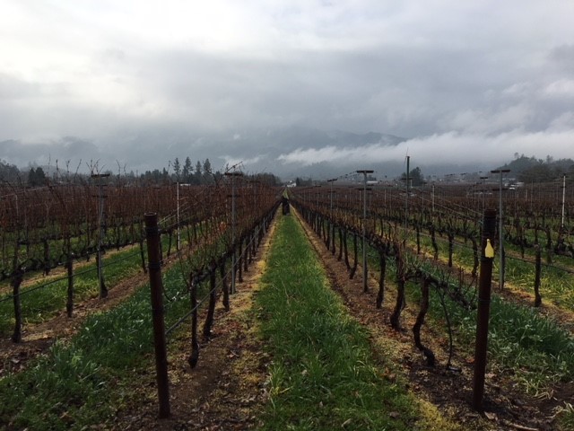 Two Rows - One pre-pruned, the other not