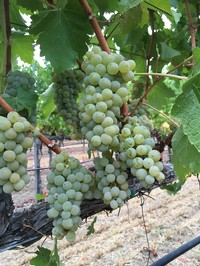 sauvblanc